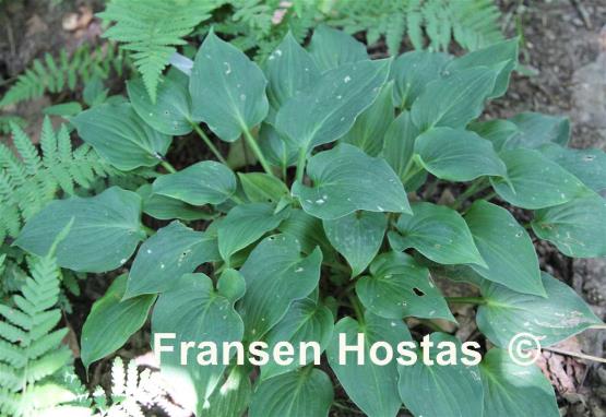 Hosta Floratini